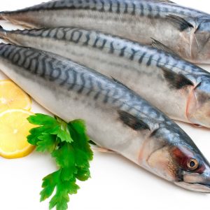 Mackerel