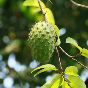 Soursop